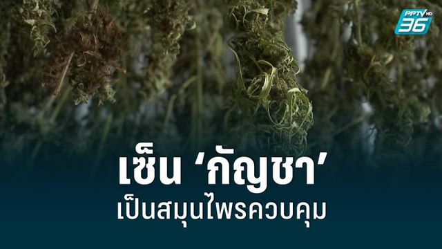 ‘อนุทิน’ เซ็นแล้ว! ให้ ‘กัญชา’ เป็นสมุนไพรควบคุม | โชว์ข่าวเช้านี้ | 17 มิ.ย. 65