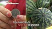 [LIVING] You need a 50 won coin to choose a delicious watermelon?, 생방송 오늘 아침 220617