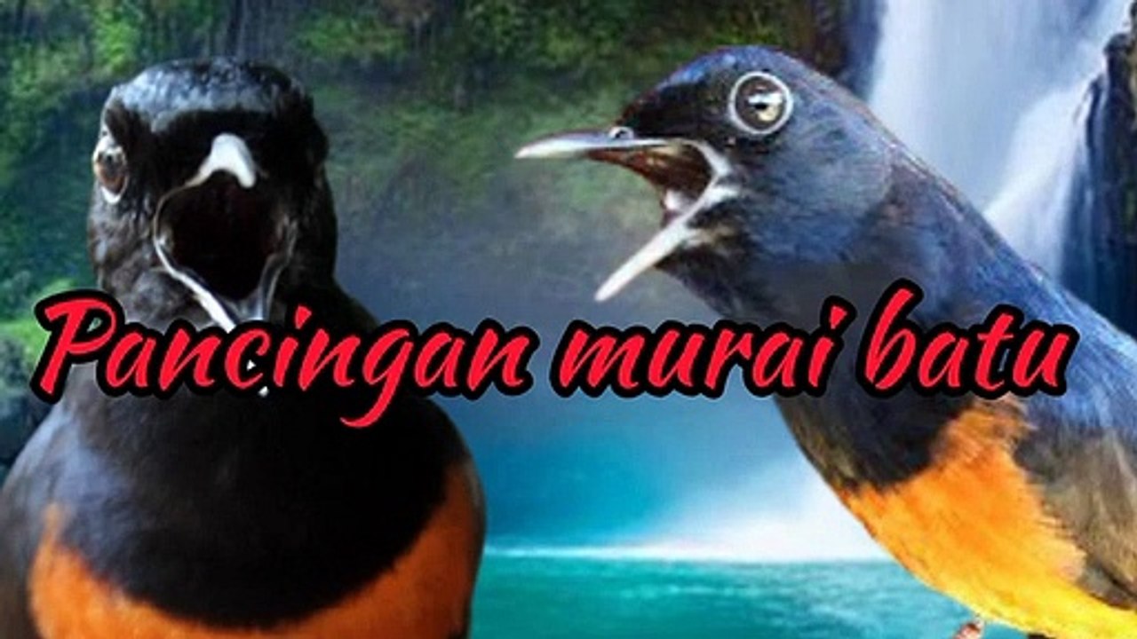 PANCINGAN PENDONGKRAK  BIRAHI MURAI BATU AGAR GACOR ( 360 X 640 )