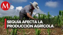 Actividad agrícola de Anáhuac cae 90%