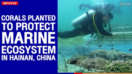 Corals planted to protect marine ecosystem in Hainan, China | The Nation