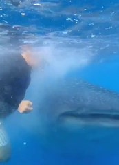 Hombre se llevó el susto de su vida, se encontró cara a cara con un tiburón ballena