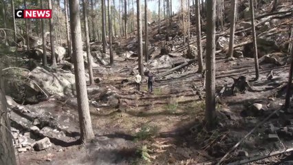 Canicule : l’ONF d’Île-de-France met en garde contre les risques d’incendie