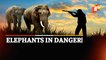 Elephants On Verge Of Extinction In Odisha!