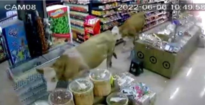 Sahibinin elinden kurtulan kurbanlık inekler markete girdi