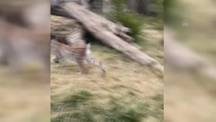 Hayvanat bahçesi görevlileri "Şanslı"nın konforu için doğal ortamını inceliyor