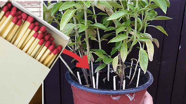 Pourquoi il faut planter des allumettes dans les pots de fleurs