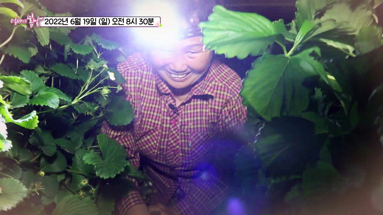 굳세어라! 영숙 엄마_엄마의 봄날 353회 예고 TV CHOSUN 220619 방송