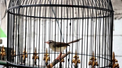 Ciblek Sawah Gacor Dor || Ampuh Untuk Pancingan Ciblek Sawah Bahan