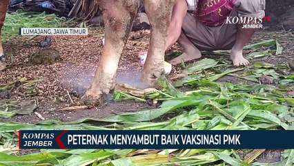 Peternak di Lumajang Menyambut Baik Vaksinasi PMK