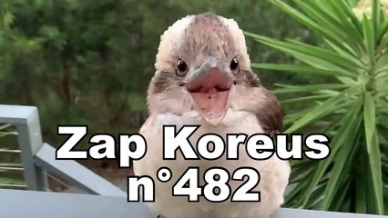Zap Koreus n°482