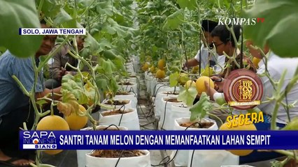 Manis dan Segar! Santri di Kota Solo Berhasil Panen Melon Inthanon dari Hasil Urban Farming