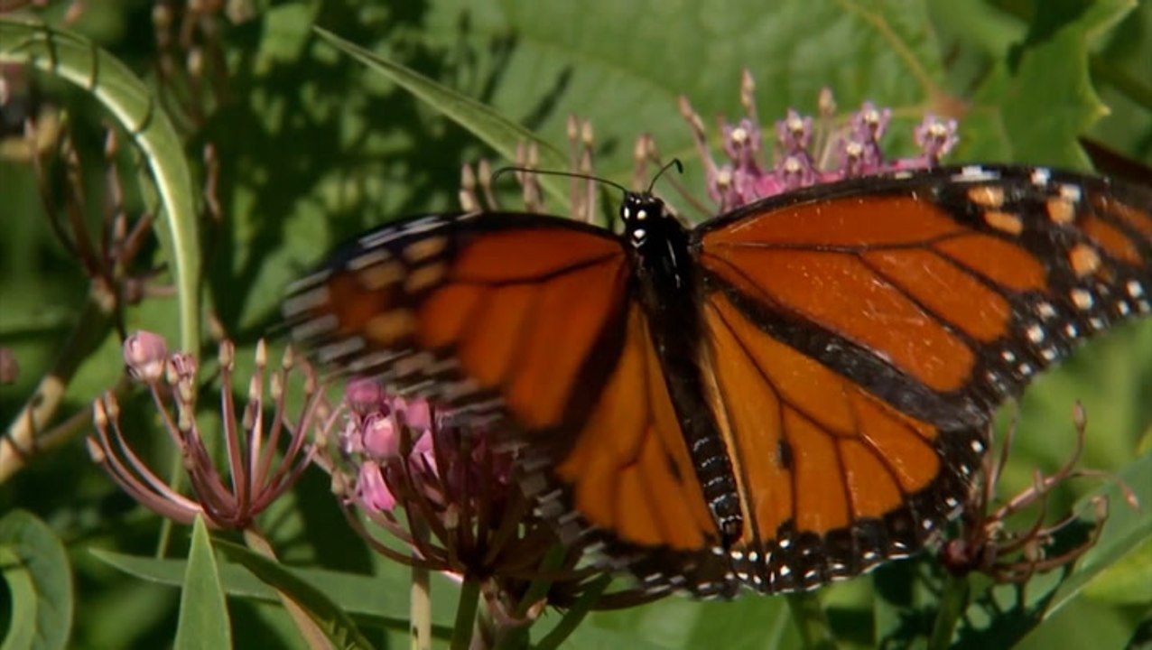 Monarch butterfly researchers find no decline in population over the decades