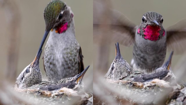 'Anna's hummingbird feeding her baby chicks is the most MESMERIZING thing you'll see today '