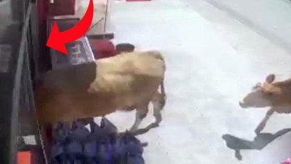 Télécharger la video: Kurbanlık için Bayburt'a götürülen inekler firar etti, açık buldukları markete daldılar