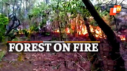 Balukhand-Konark Wildlife Sanctuary Razed By Fire