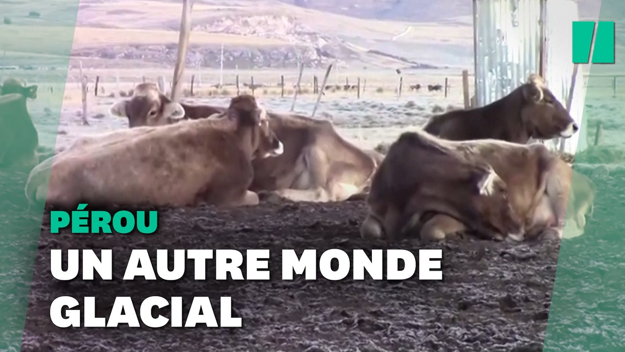 Au Pérou, des températures glaciales menacent la survie des animaux