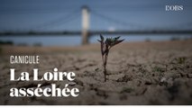 Les bords de Loire à sec dans le Maine-et-Loire à cause de la sécheresse