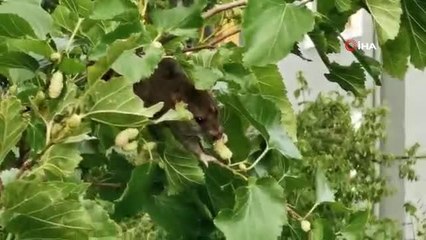 Farenin dalından dut yeme keyfi kamerada