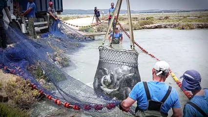 Doradas y lubinas criadas en el paraíso del atún