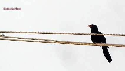 Asian Koel Singing Song