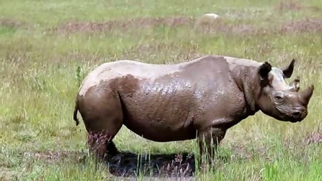 Yorkshire Wildlife Park: Animals enjoy June heatwave
