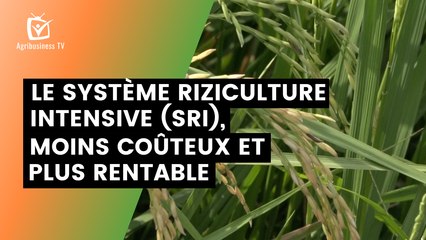 Le Système Riziculture Intensive (SRI), moins coûteux et plus rentable