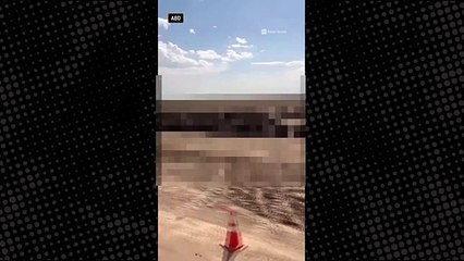 Aşırı sıcaklar nedeniyle en az 2 bin sığır telef oldu!