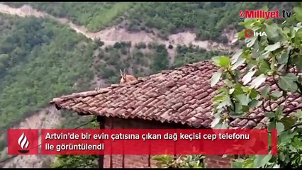 Dağ keçisi bu kez çatıya çıktı