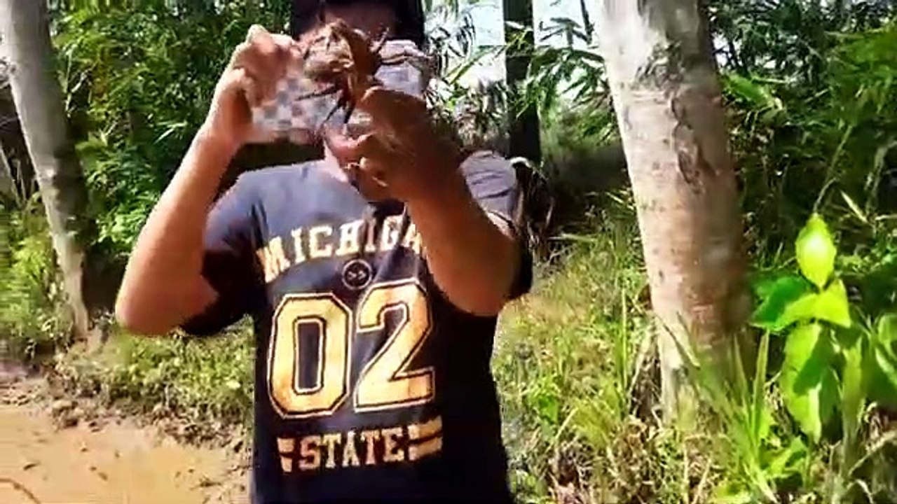 Mencari BABY CRAB||Kepiting Sawah||YUYU Sambil Nelaktor Sawah Bareng Neng AMI