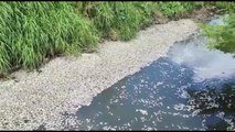 Centenas de peixes são encontrados mortos no rio Cocó