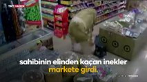 Sahibinin elinden kurtulan inekler marketi dolaştı