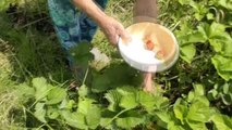 Ukraynalılar savaş devam ederken organik sebze ve meyve yetiştiriyor