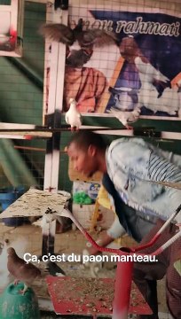 Dans la volière d'un éleveur de pigeons