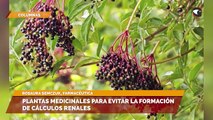 Plantas medicinales para evitar la formación de cálculos renales