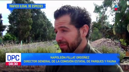 Alertan por tráfico ilegal de especies en el EdoMéx