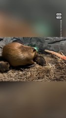 Minnesota Zoo Welcomes Six Baby Beavers