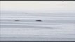 Avistamiento de ejemplares de ballena rorcual común desde La Línea.