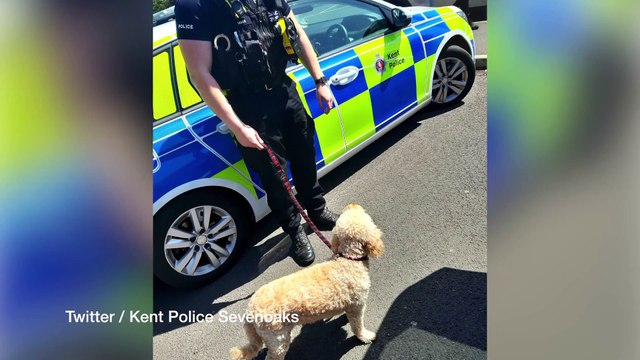 Warnings to dog owners in Kent as temperatures hit year high