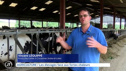 AGRICULTURE / Les élevages face aux fortes chaleurs