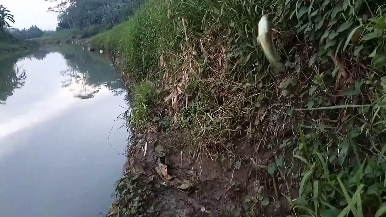 mancing ikan betok umpan jangkrik