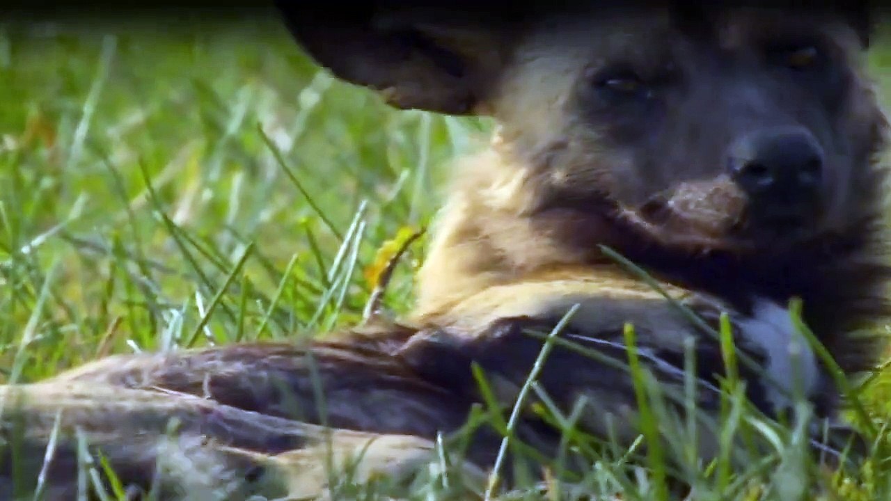 Tierisch gute Erziehung Staffel 1 Folge 4 HD Deutsch