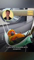 ¡Solo quiero ser este lorito!