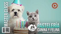 Pasteleria Canina y felina