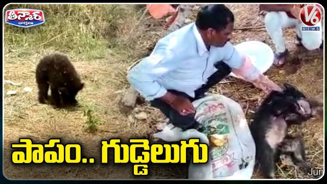 Forest Officers Rescue Bear From Well _ Karimnagar _ V6 Teenmaar