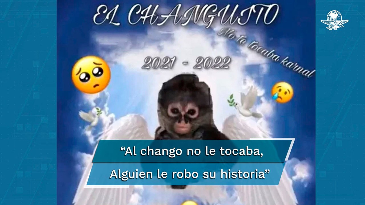 Componen "changocorrido" a mono araña abatido en enfrentamiento en Texcaltitlán