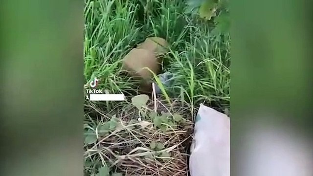 Colônia Barreiros: Moradores reclamam de descarte irregular de lixo e abandono de animais