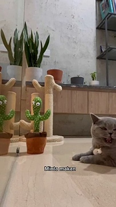 FUNNY CAT, CUTE CAT