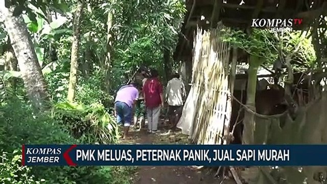 Wabah PMK Meluas, Peternak Panik, Sapi Dijual Murah