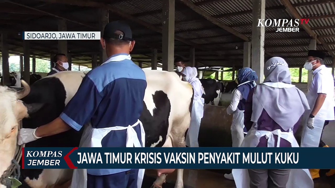 Khofifah: Jawa Timur Krisis Vaksin Penyakit Mulut dan Kuku